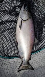 Chinook & Coho: July 5, 2020