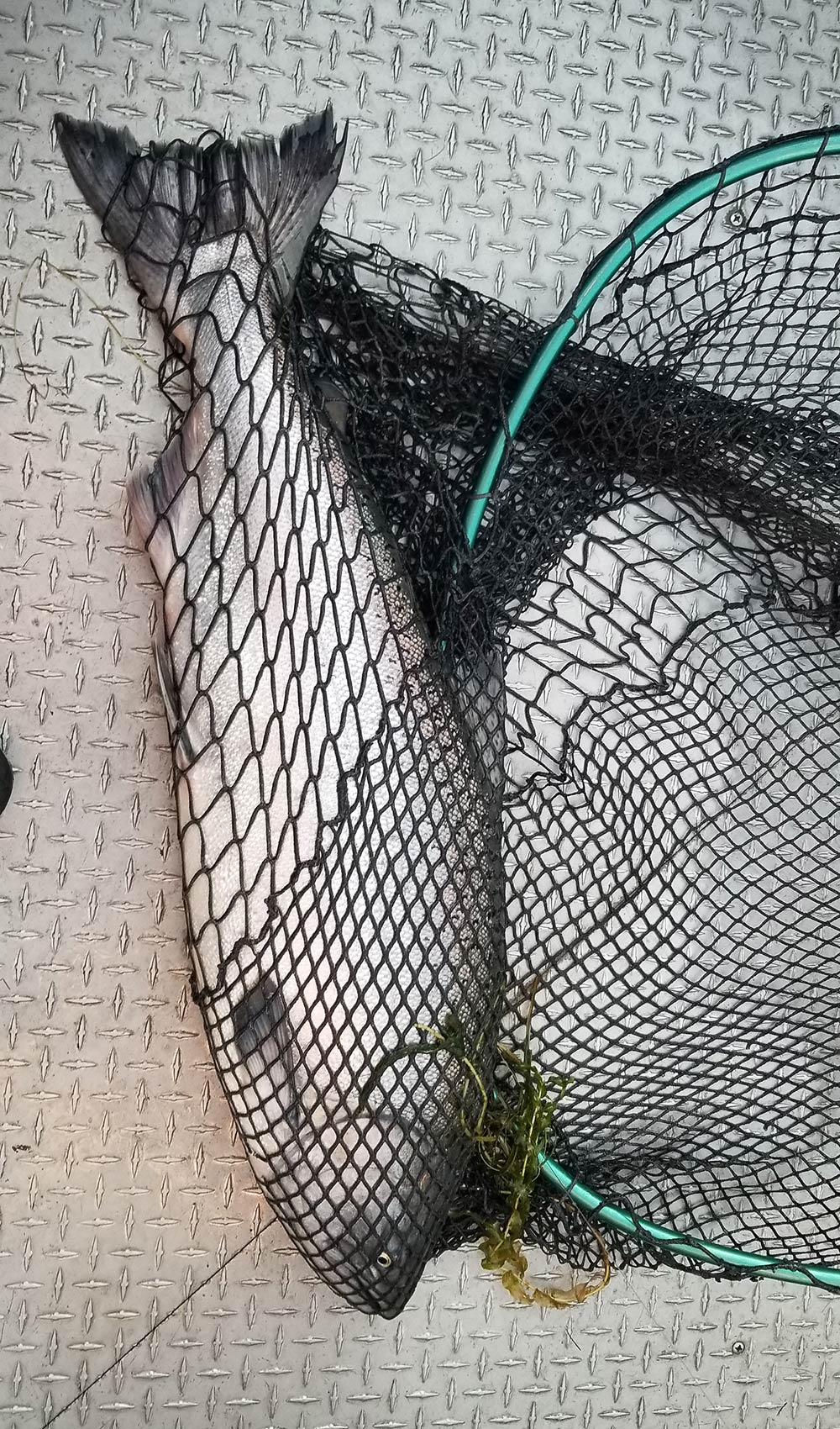 Fall Chinook, Columbia River Buoy 10, Opener Weekend: August 14, 2020
