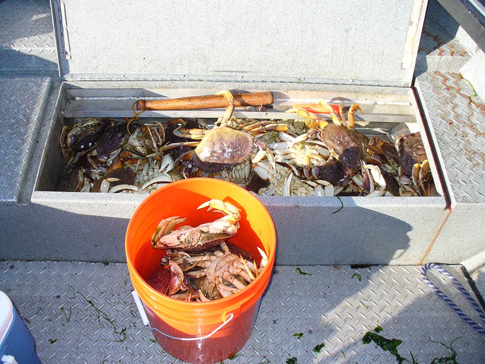 Dungeness Crab, October 6, 2012