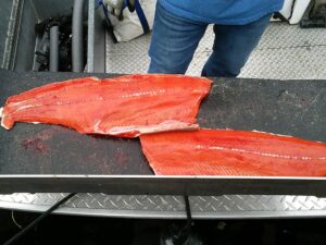 Fall Chinook: October 9, 2020