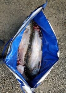 Fall Chinook: October 17, 2020
