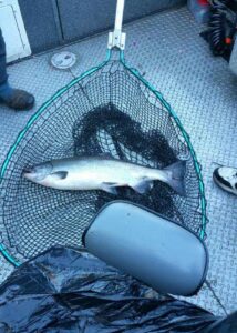 Fall Chinook: October 25, 2020