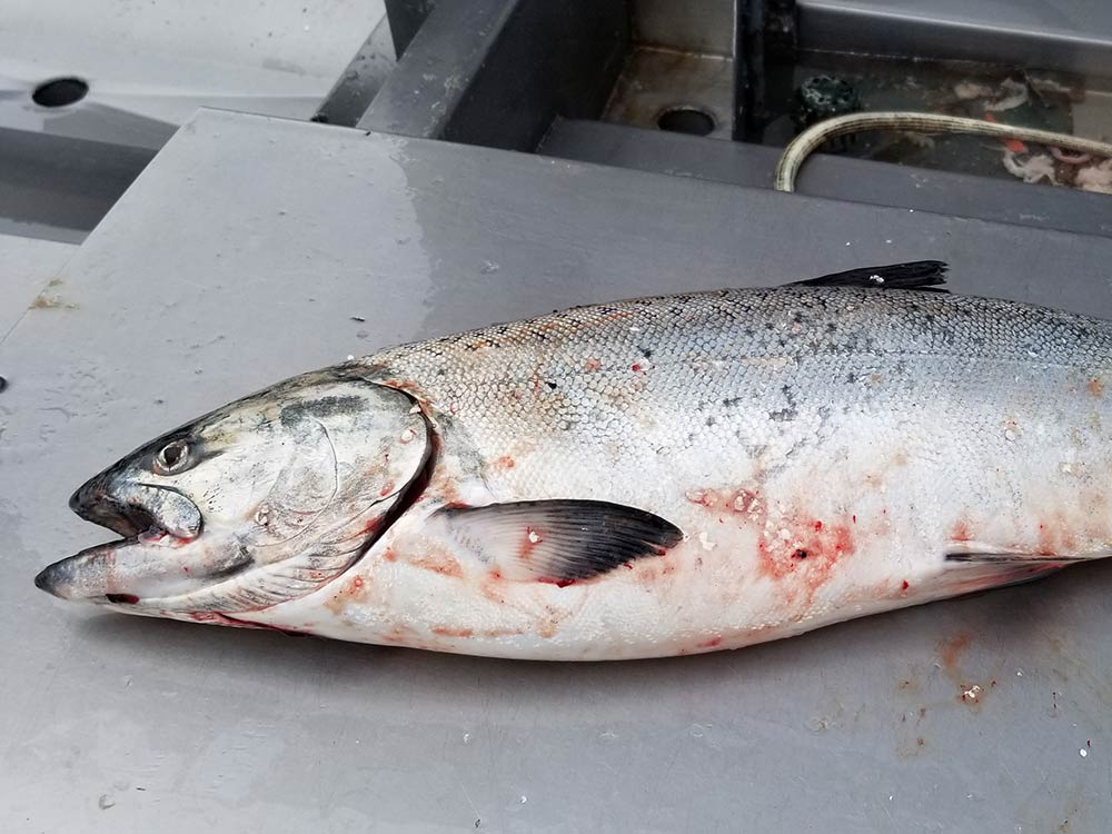 Ocean Salmon: July 5, 2019